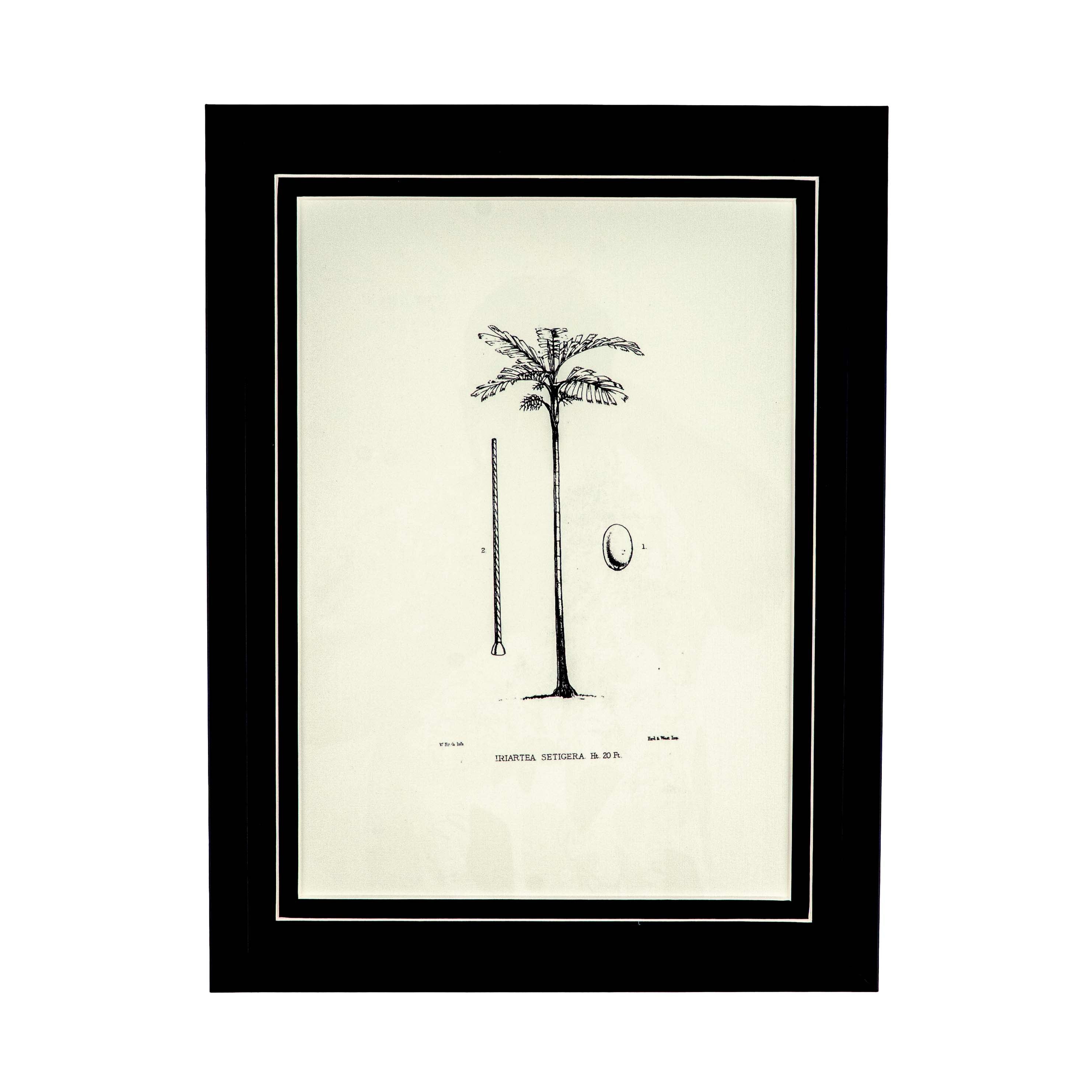 Tropical Print-  Iriartea Setigera Frame