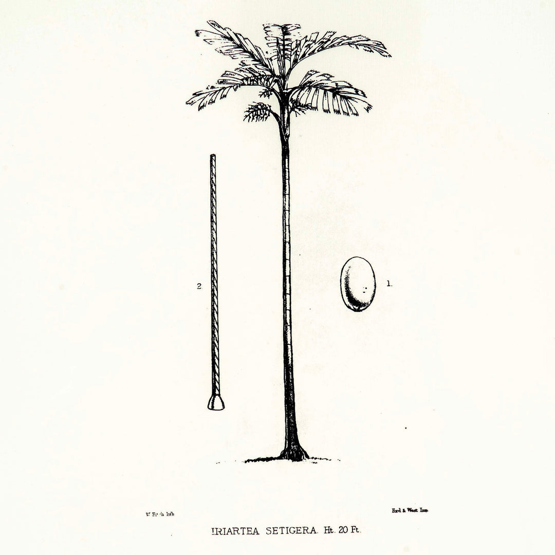 Tropical Print-  Iriartea Setigera Frame