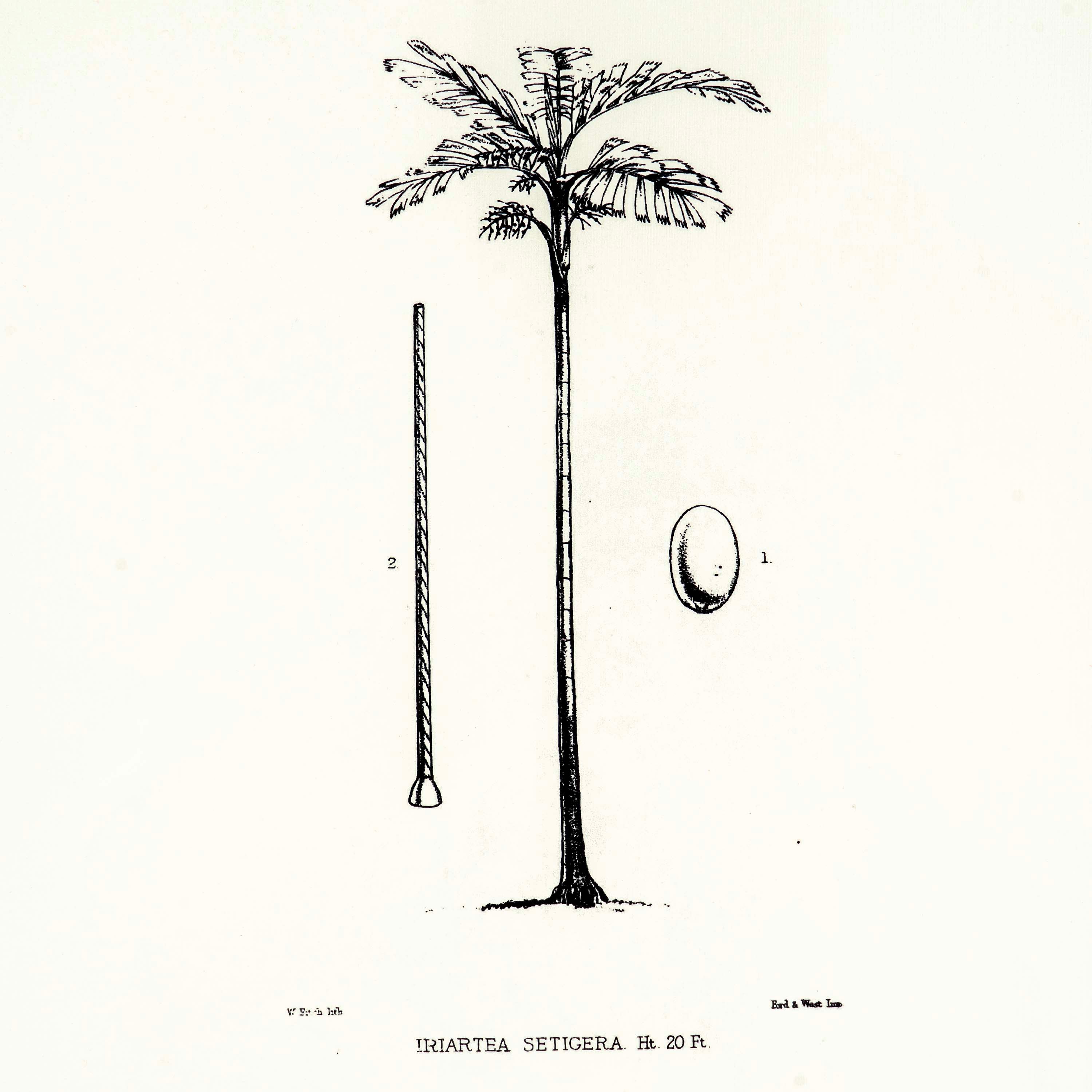 Tropical Print-  Iriartea Setigera Frame