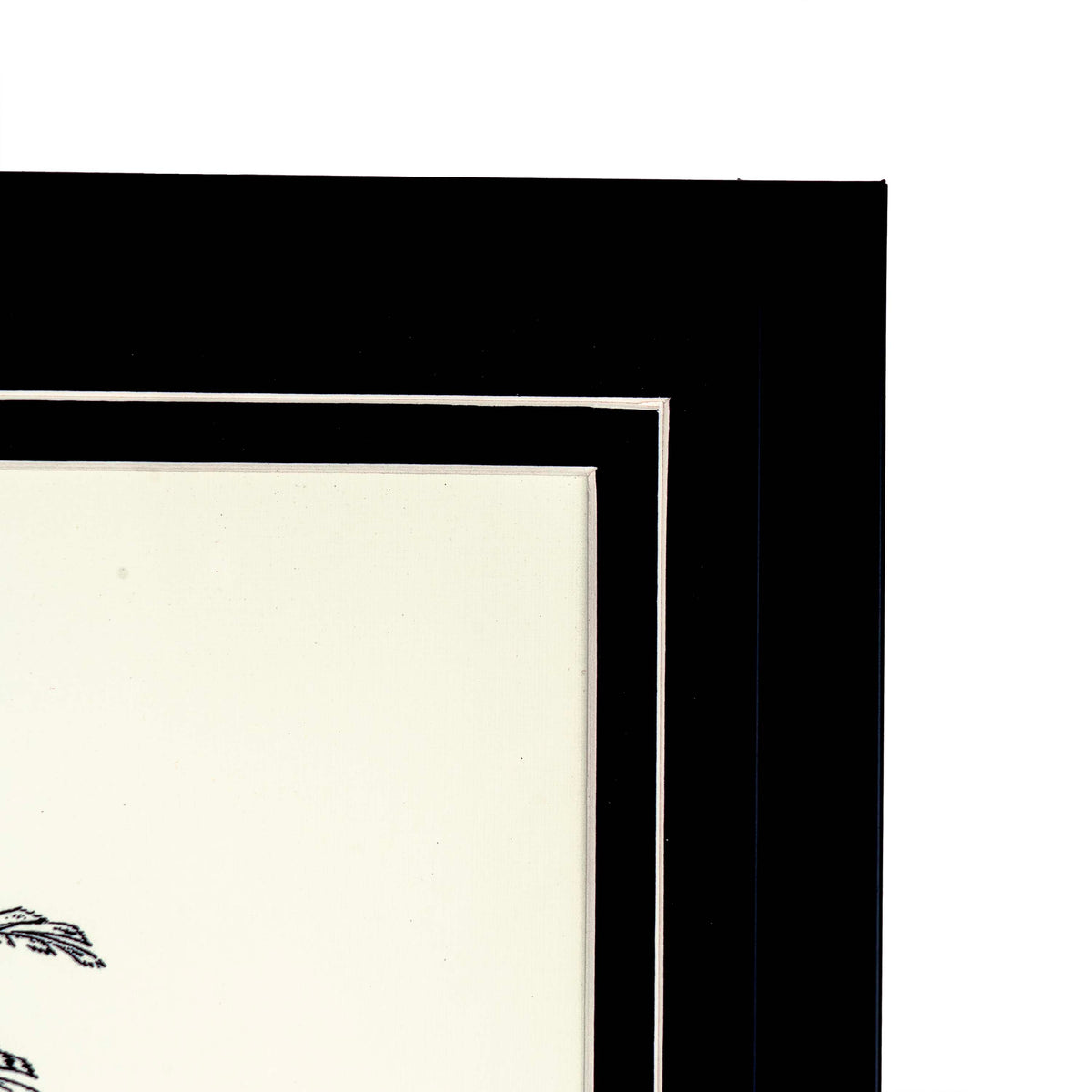 Tropical Print-  Iriartea Setigera Frame