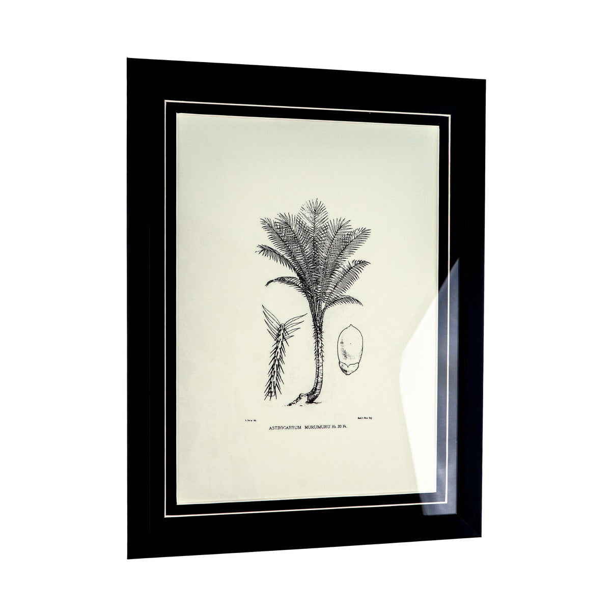 Tropical Print- Astrocaryum Murumuru Frame