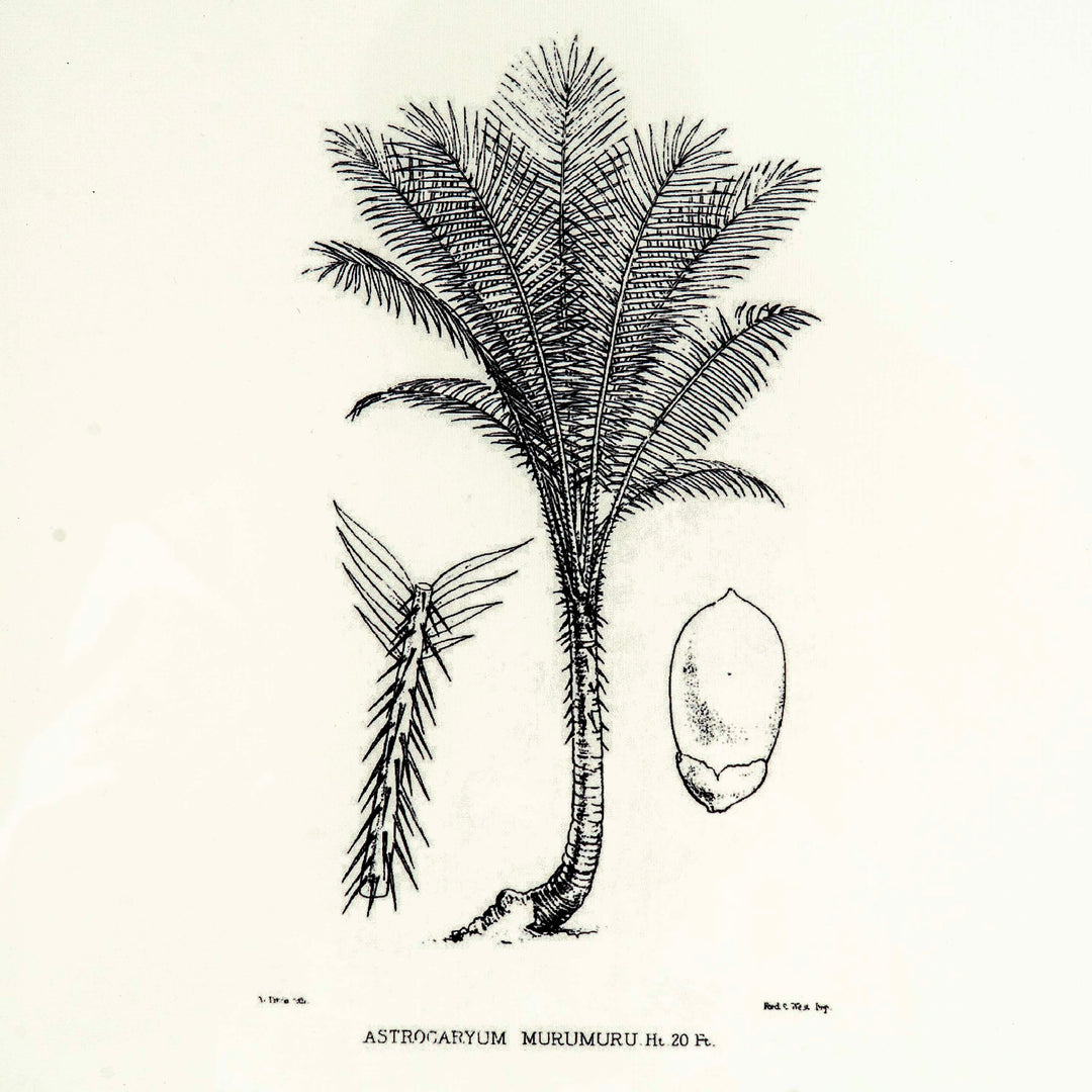 Tropical Print- Astrocaryum Murumuru Frame
