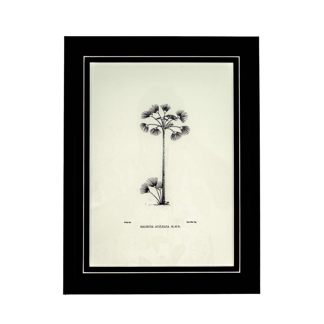Tropical Print - Mauritia Aculeata Frame
