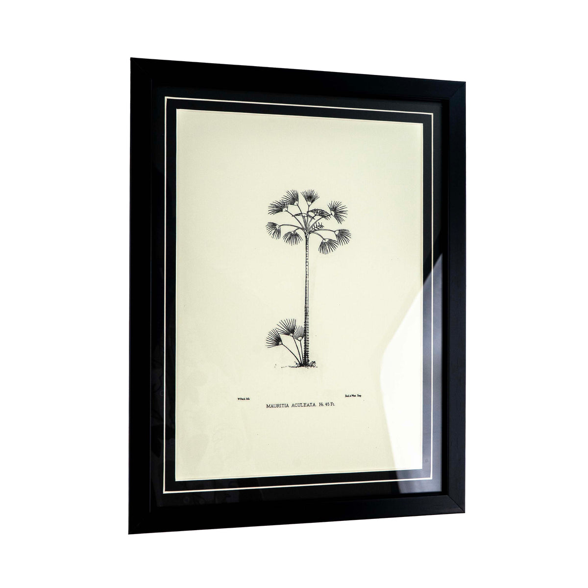 Tropical Print - Mauritia Aculeata Frame