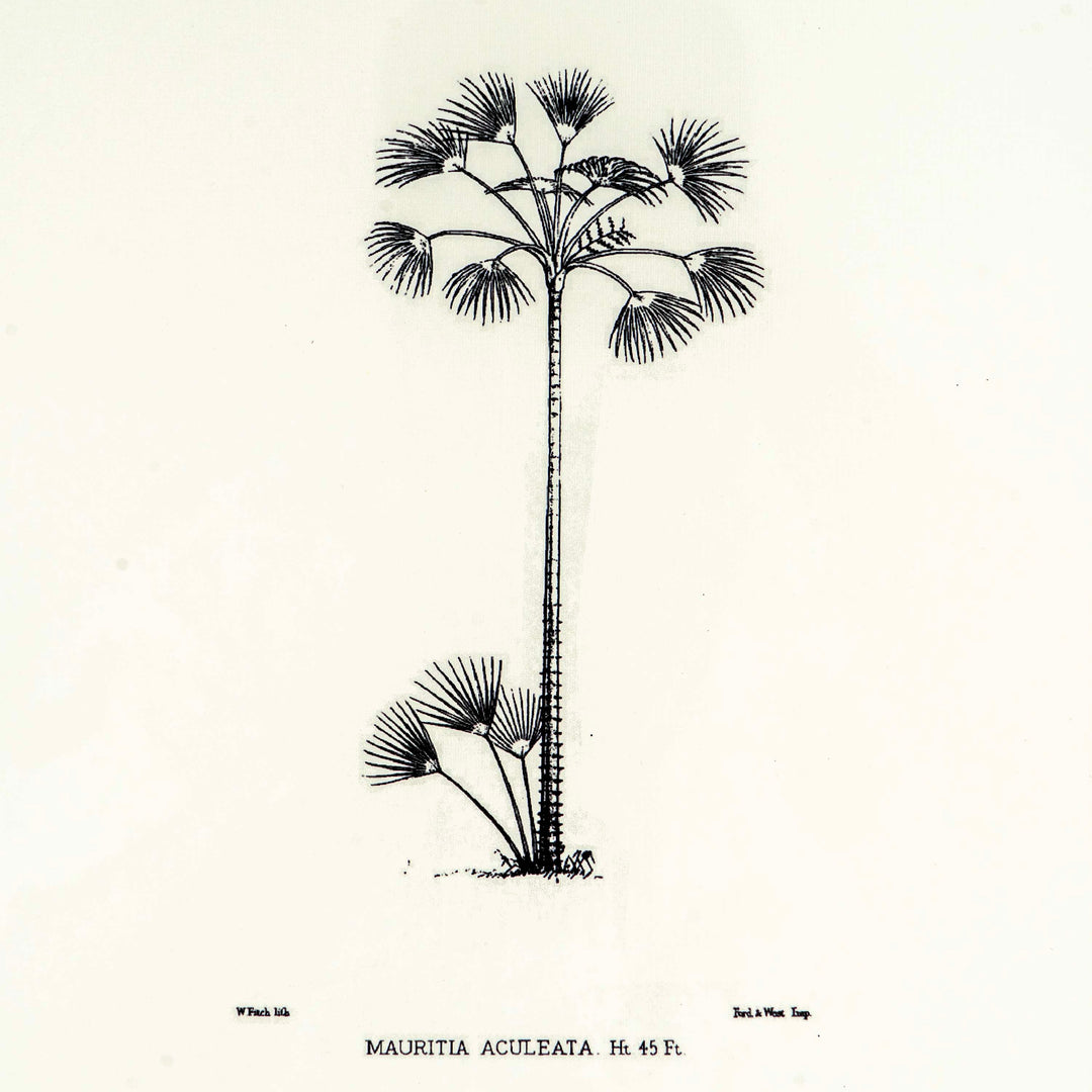 Tropical Print - Mauritia Aculeata Frame