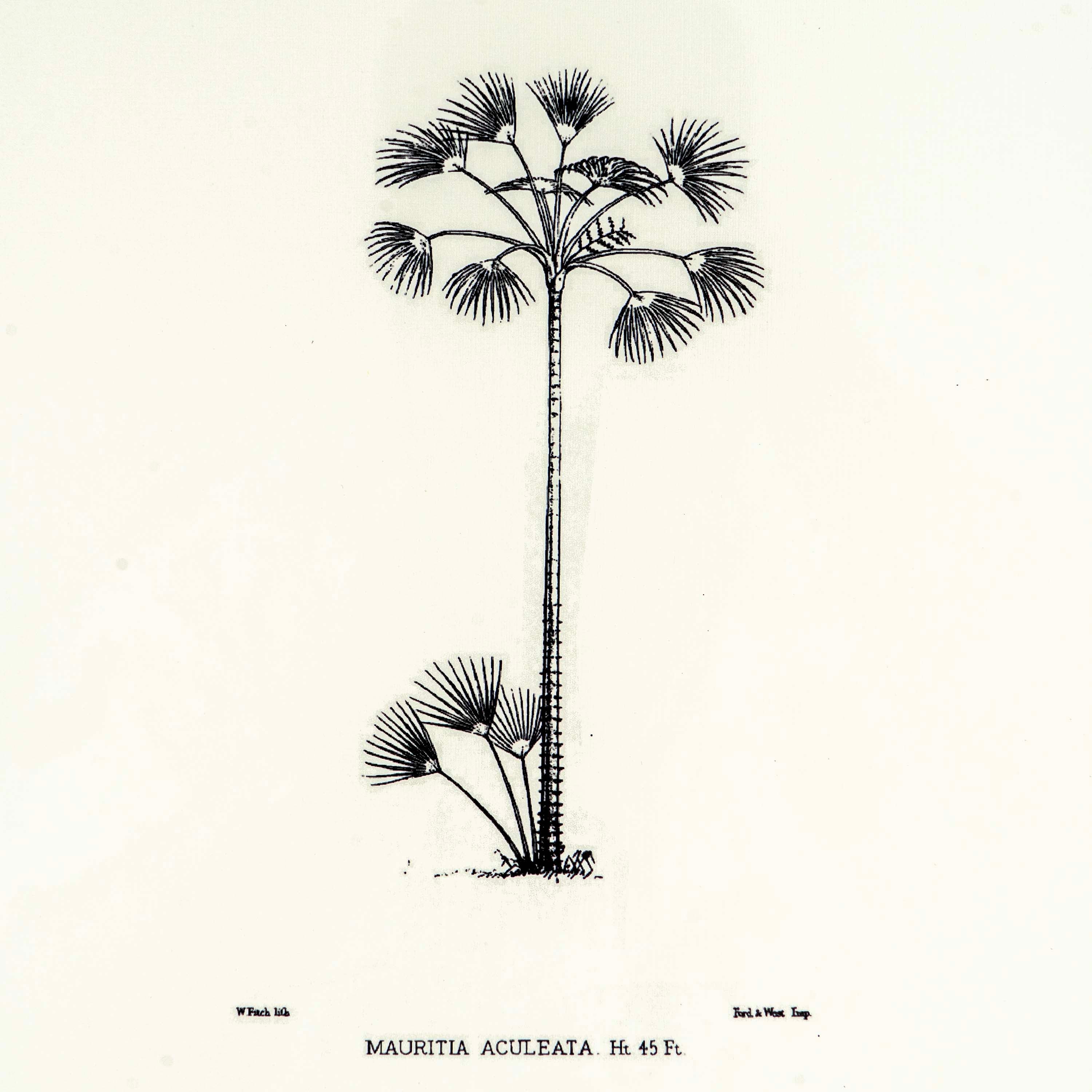 Tropical Print - Mauritia Aculeata Frame