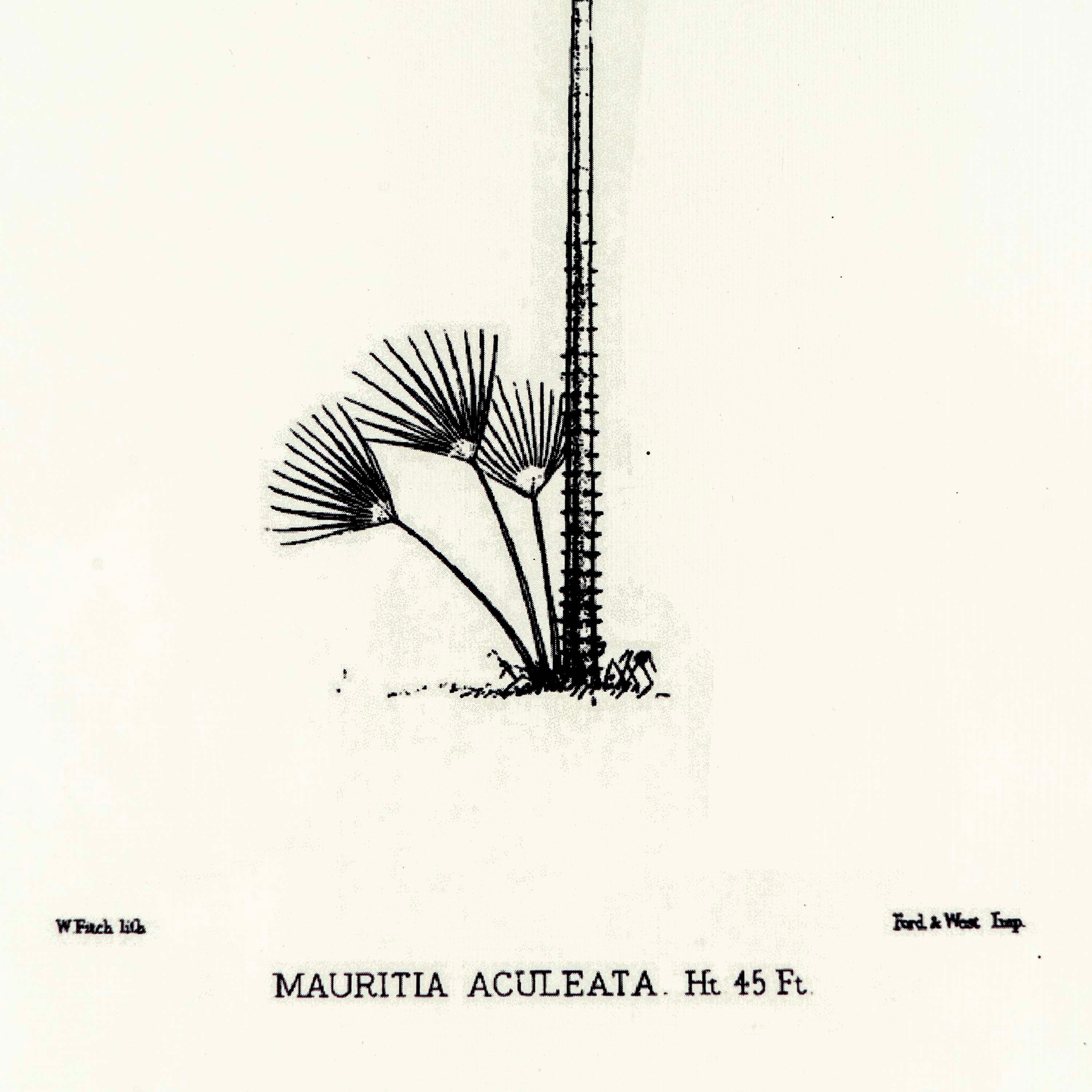 Tropical Print - Mauritia Aculeata Frame