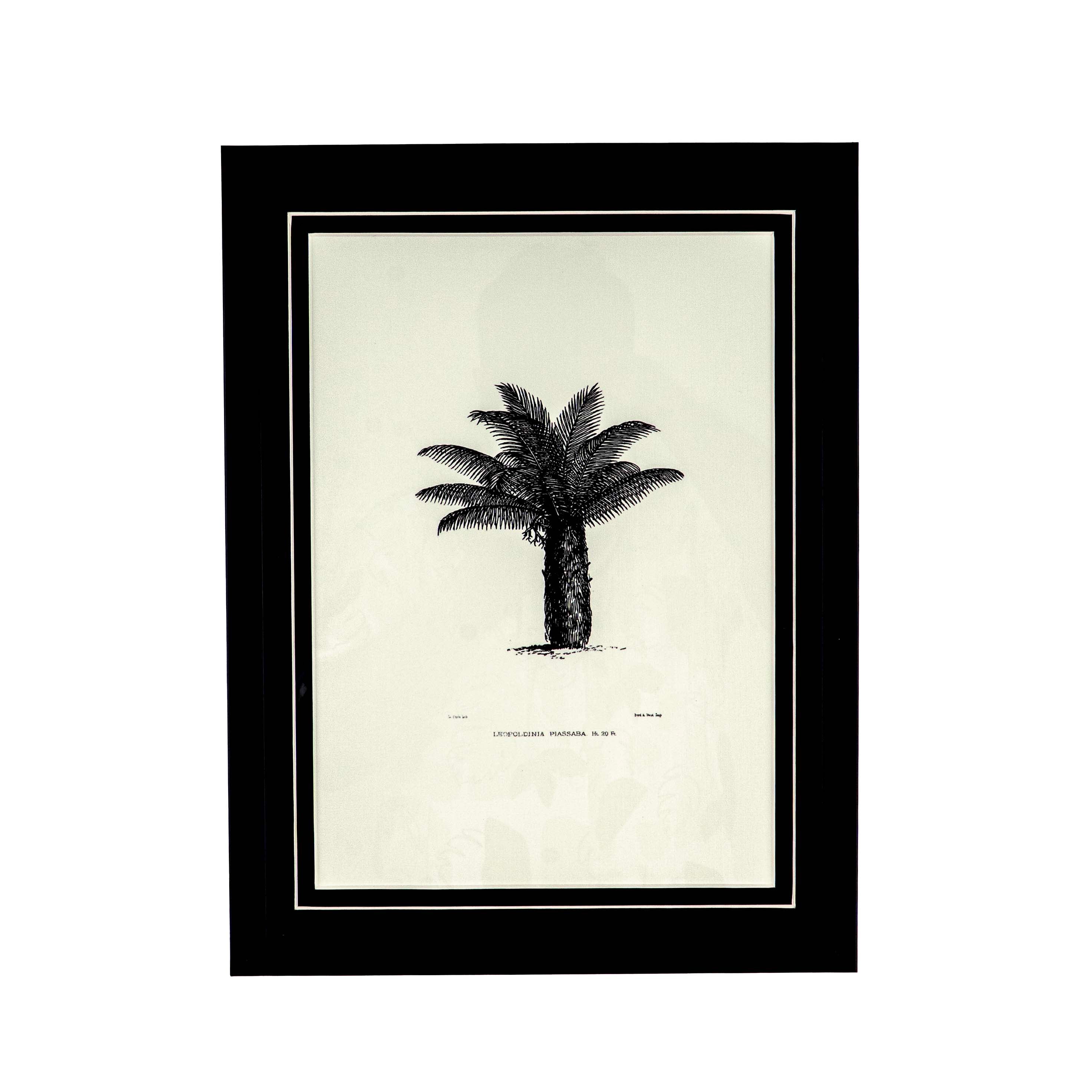 Tropical Print- Leopoldinia piassaba Frame