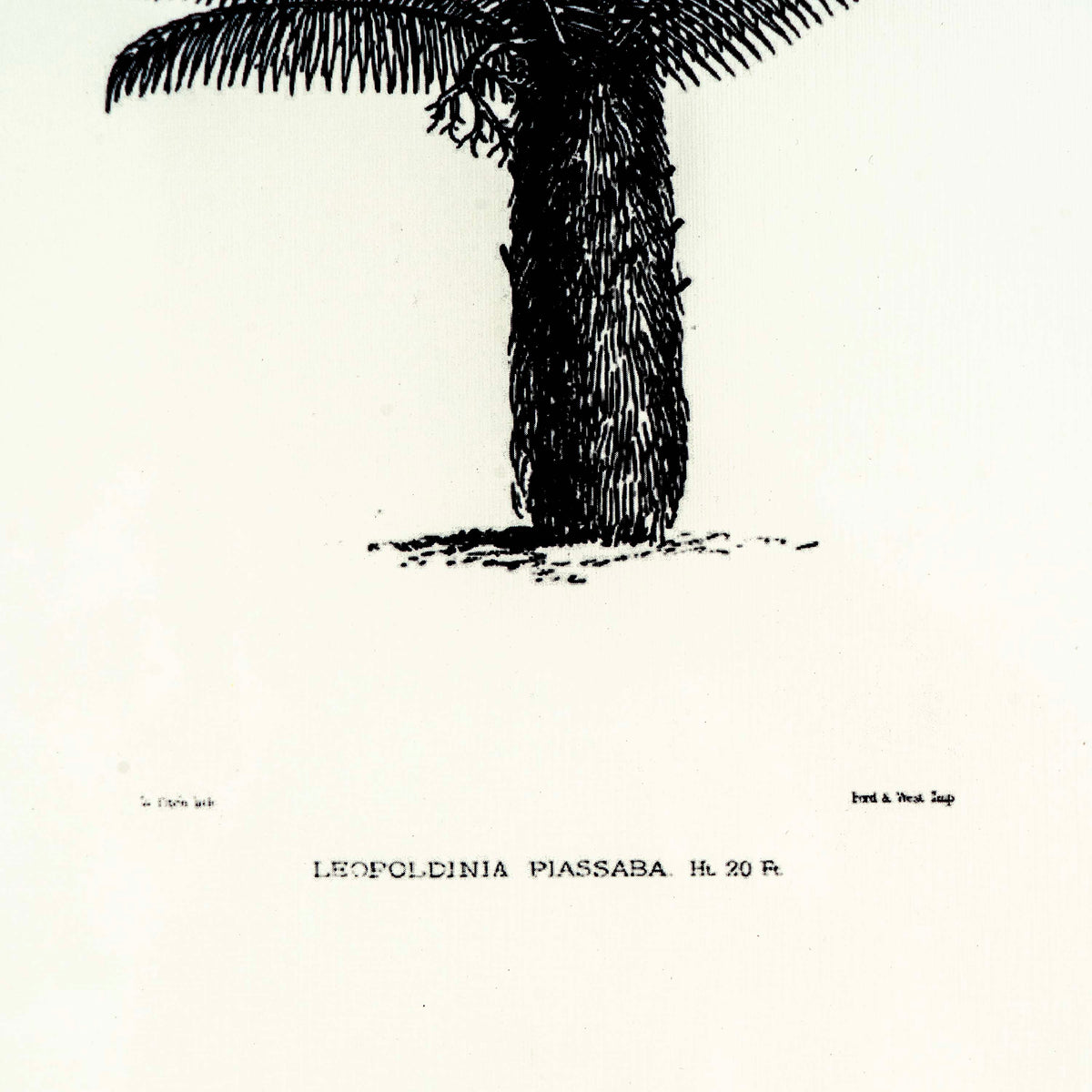 Tropical Print- Leopoldinia piassaba Frame