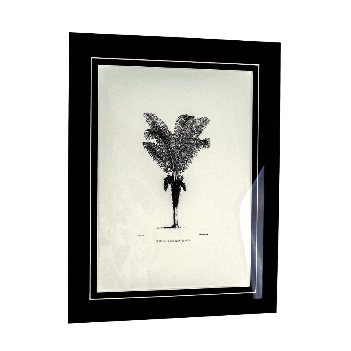 Tropical Print- Raphia Taedigera Frame