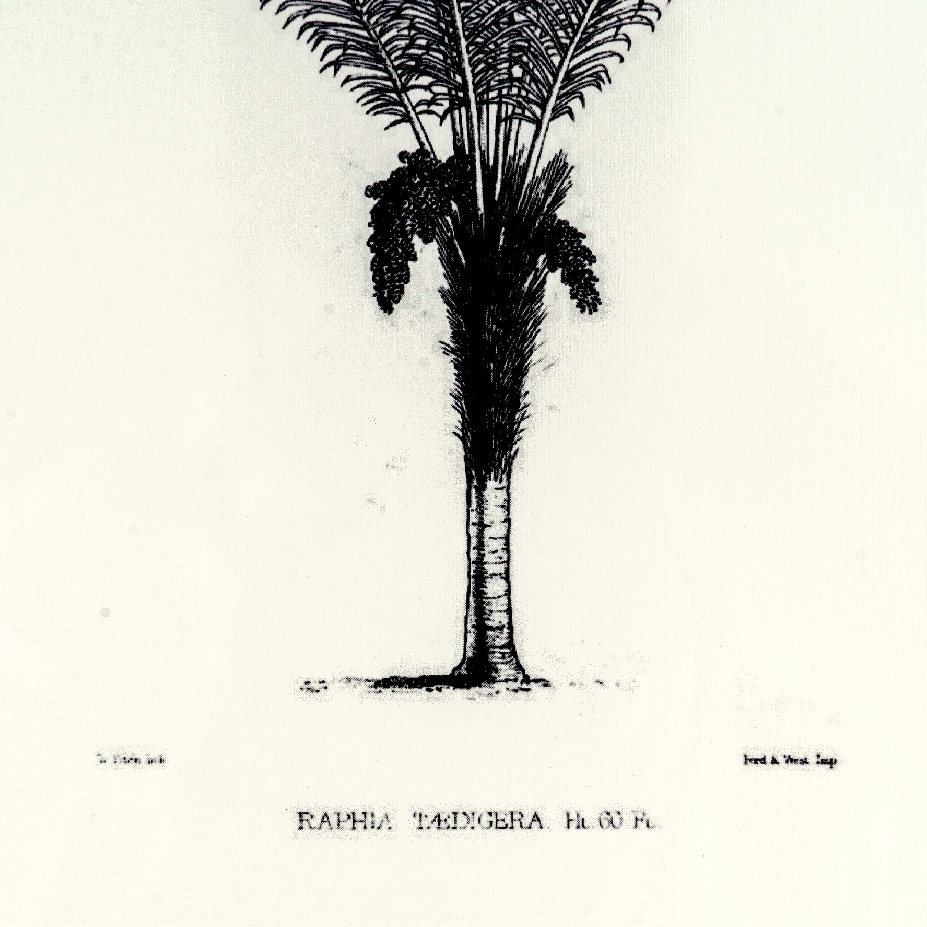 Tropical Print- Raphia Taedigera Frame