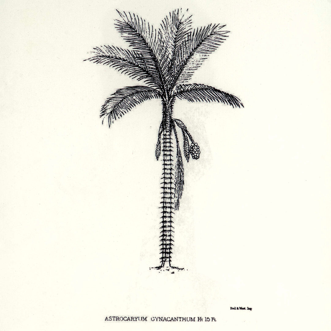 Tropical Print- Astrocaryum  Frame