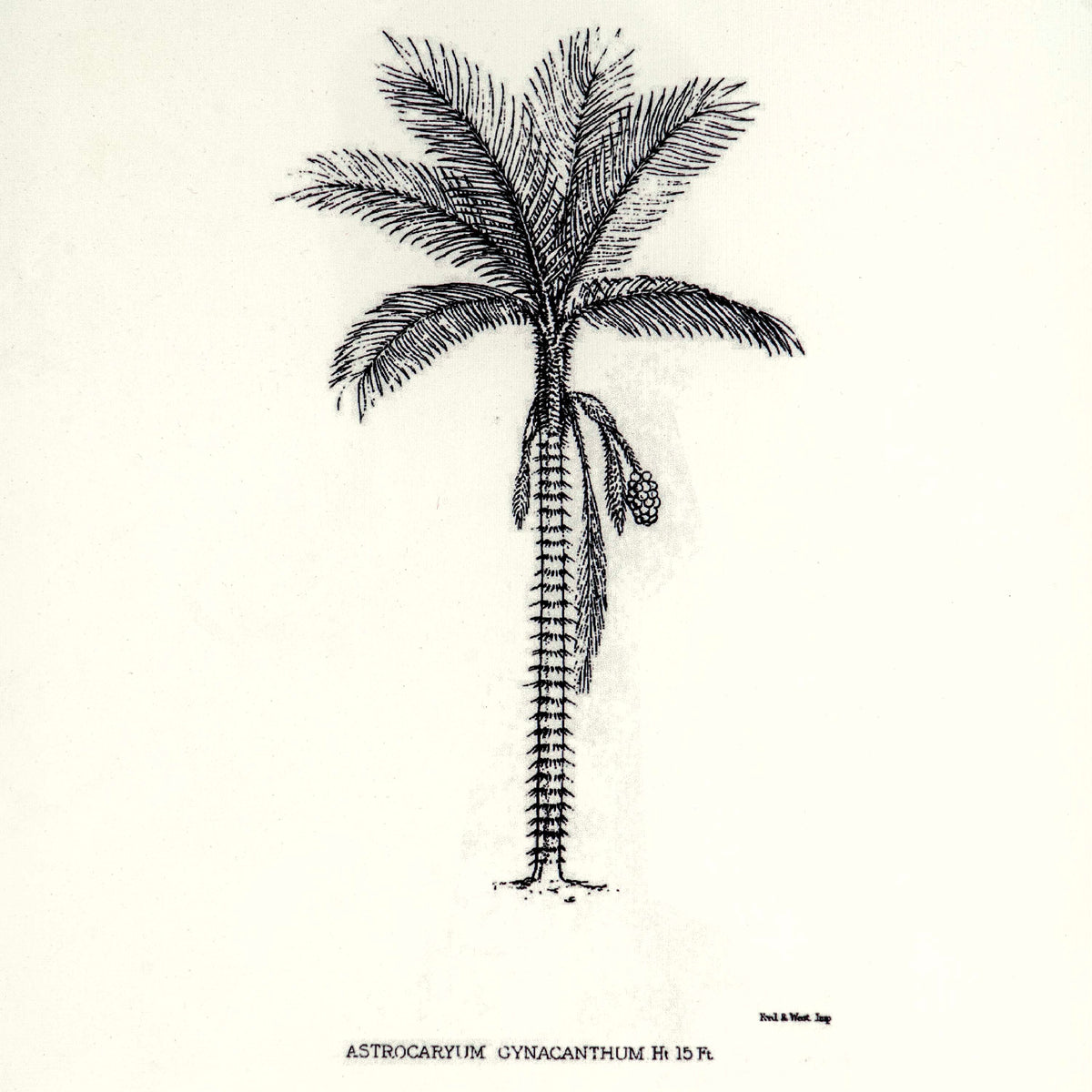 Tropical Print- Astrocaryum  Frame