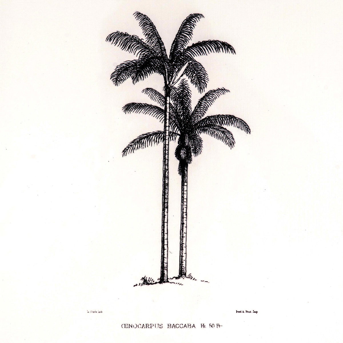 Tropical Print- Cenocarpus Baccaba Frame