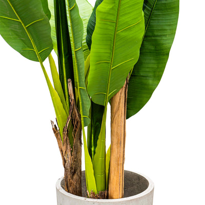 Faux Dark Green Veined Plantain Tree - 6ft (Set of 3)