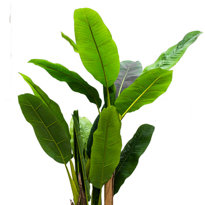 Faux Dark Green Veined Plantain Tree - 6ft (Set of 3)