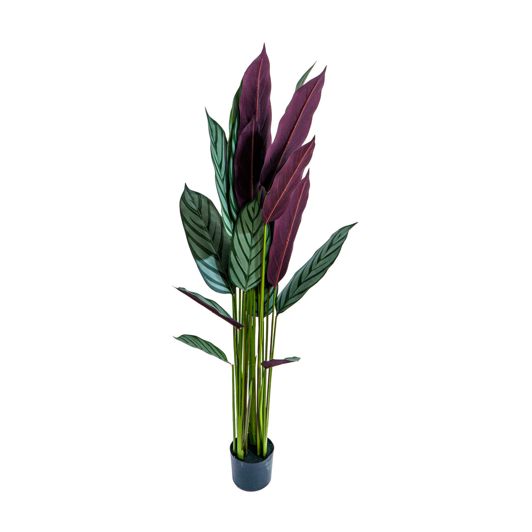 Zebra Vein Calathea Faux Plant