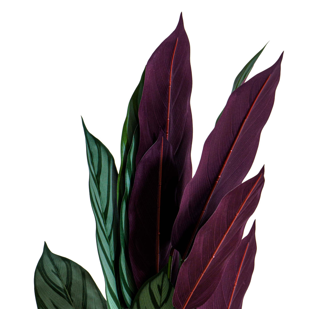 Zebra Vein Calathea Faux Plant