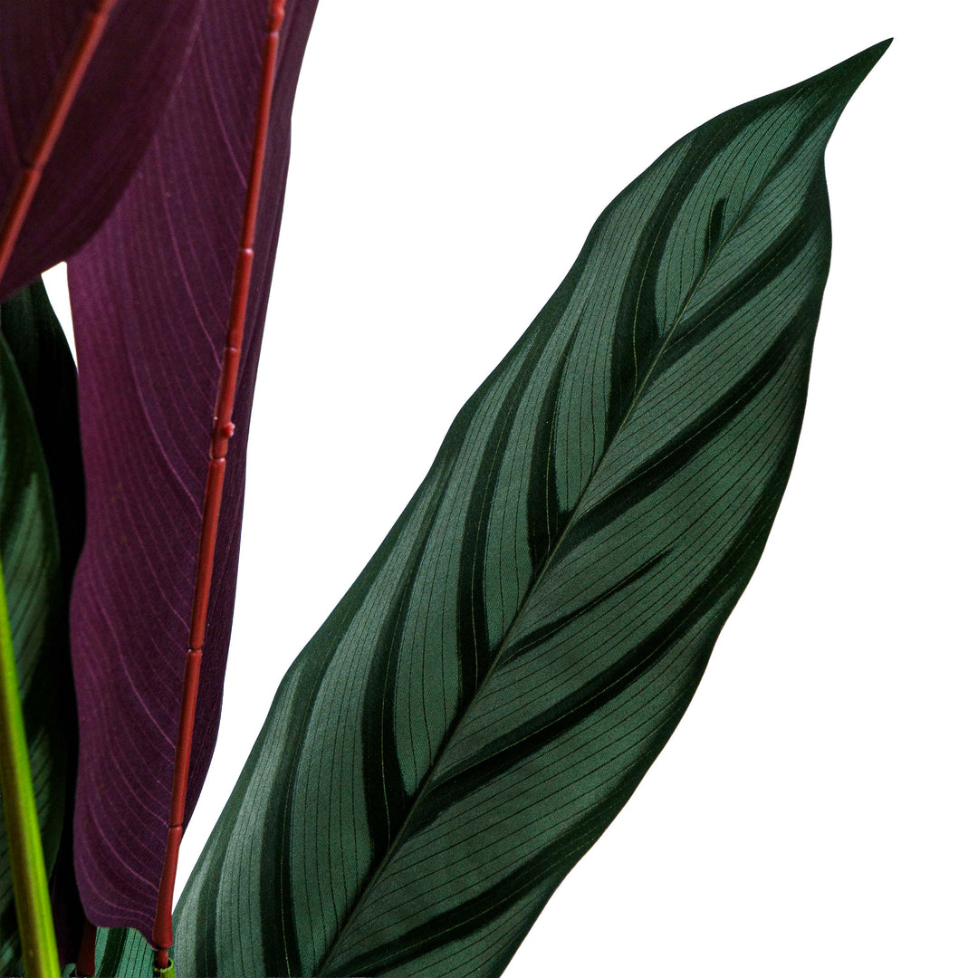 Zebra Vein Calathea Faux Plant