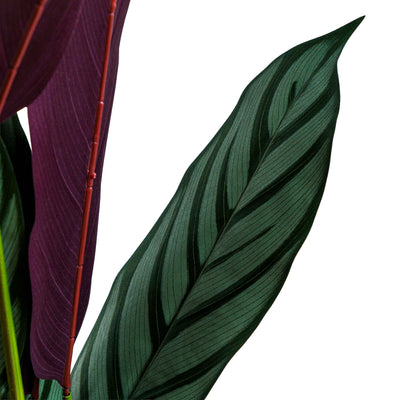 Zebra Vein Calathea Faux Plant
