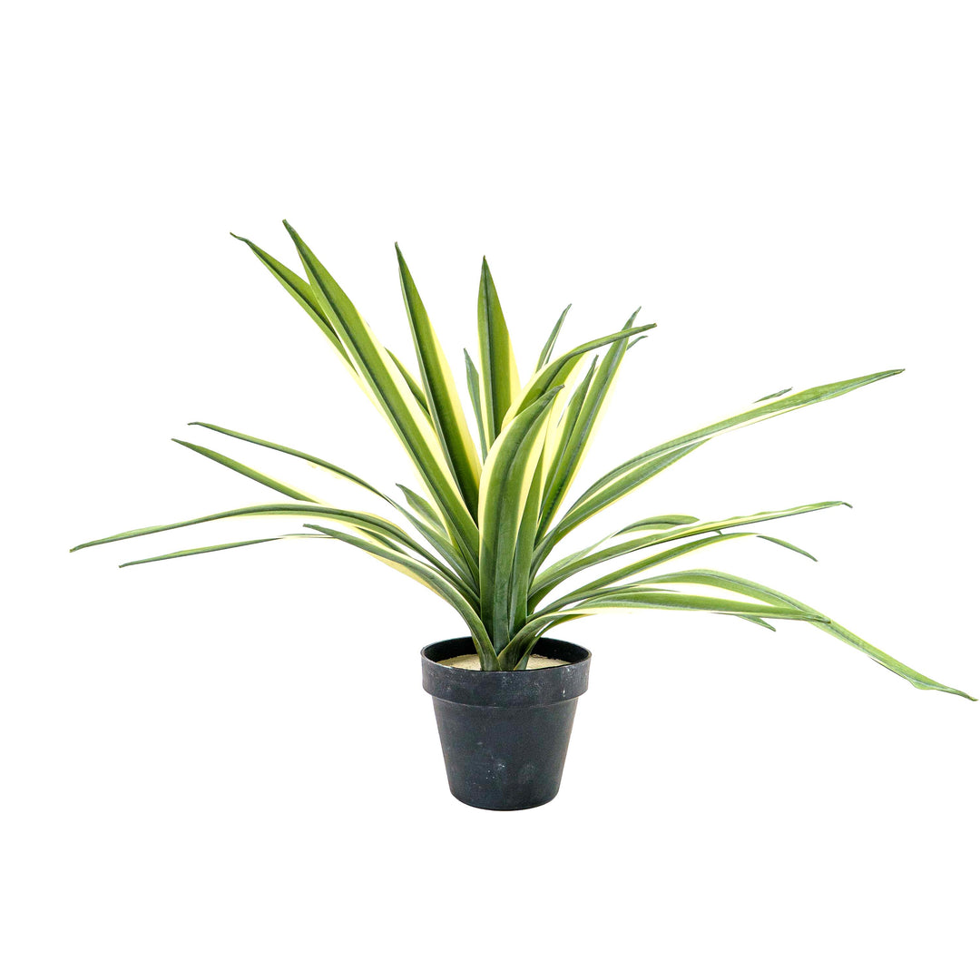 Faux Agave Spear Wide Rosette