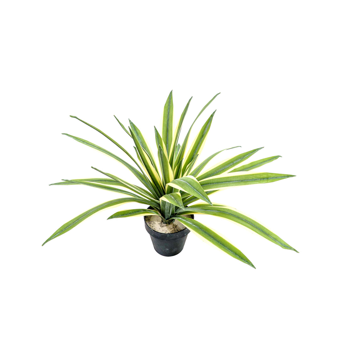 Faux Agave Spear Wide Rosette
