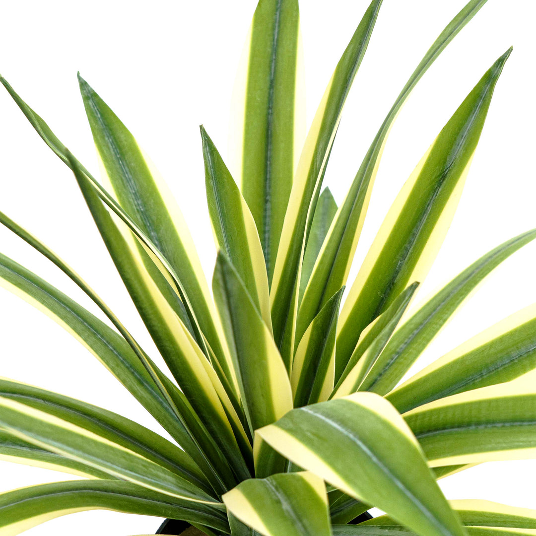 Faux Agave Spear Wide Rosette