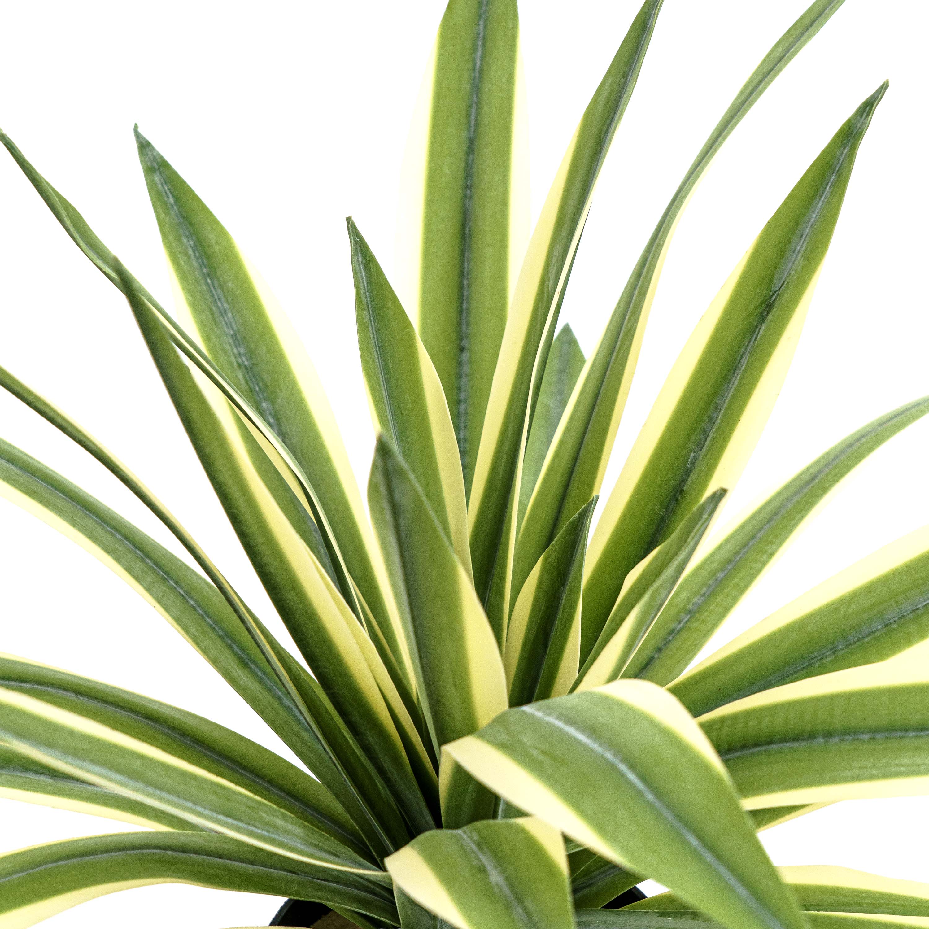 Faux Agave Spear Wide Rosette