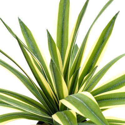 Faux Agave Spear Wide Rosette