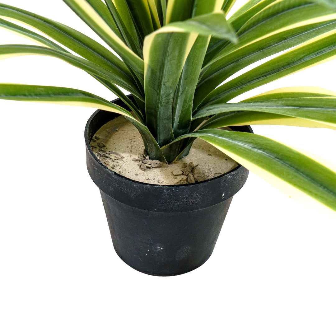 Faux Agave Spear Wide Rosette
