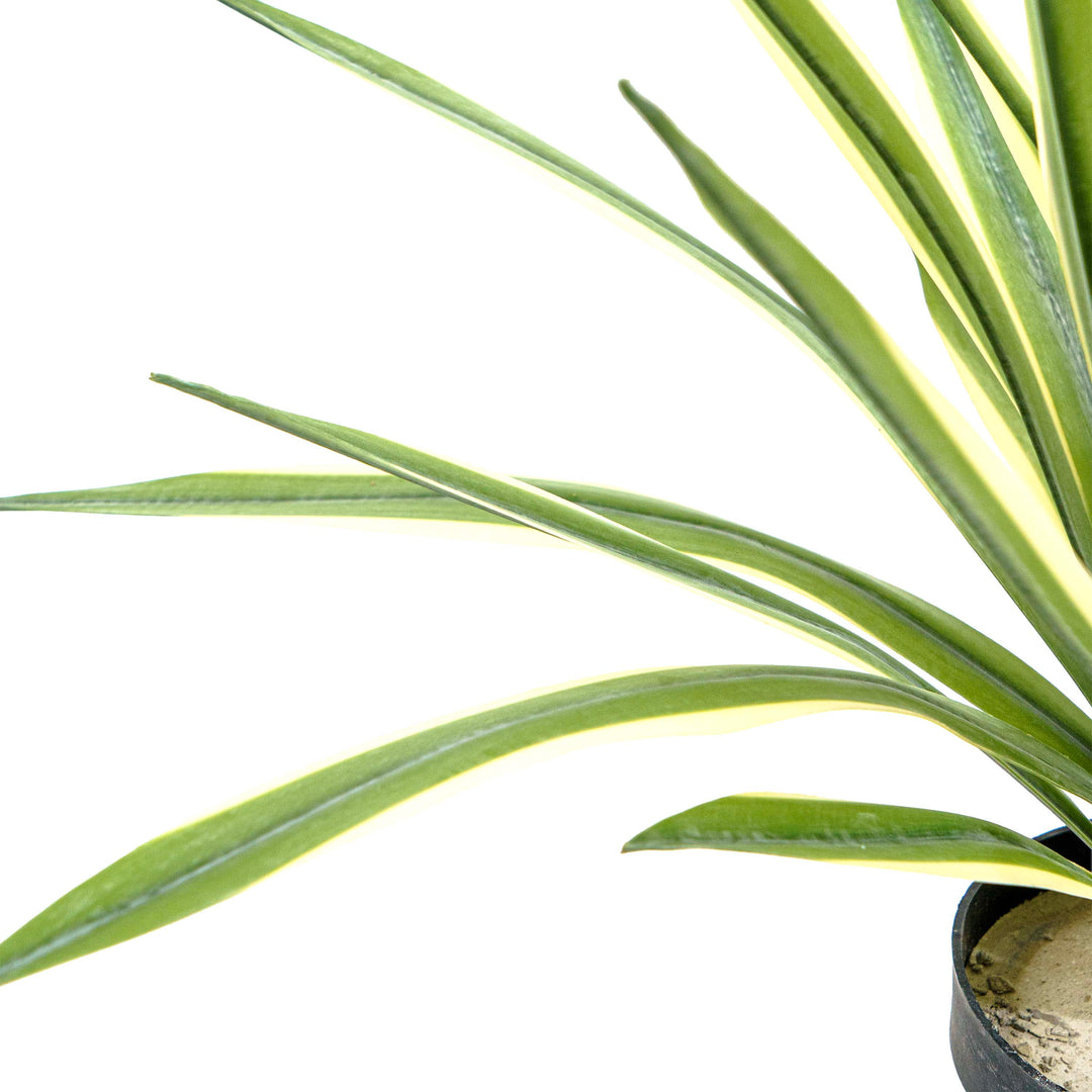 Faux Agave Spear Wide Rosette