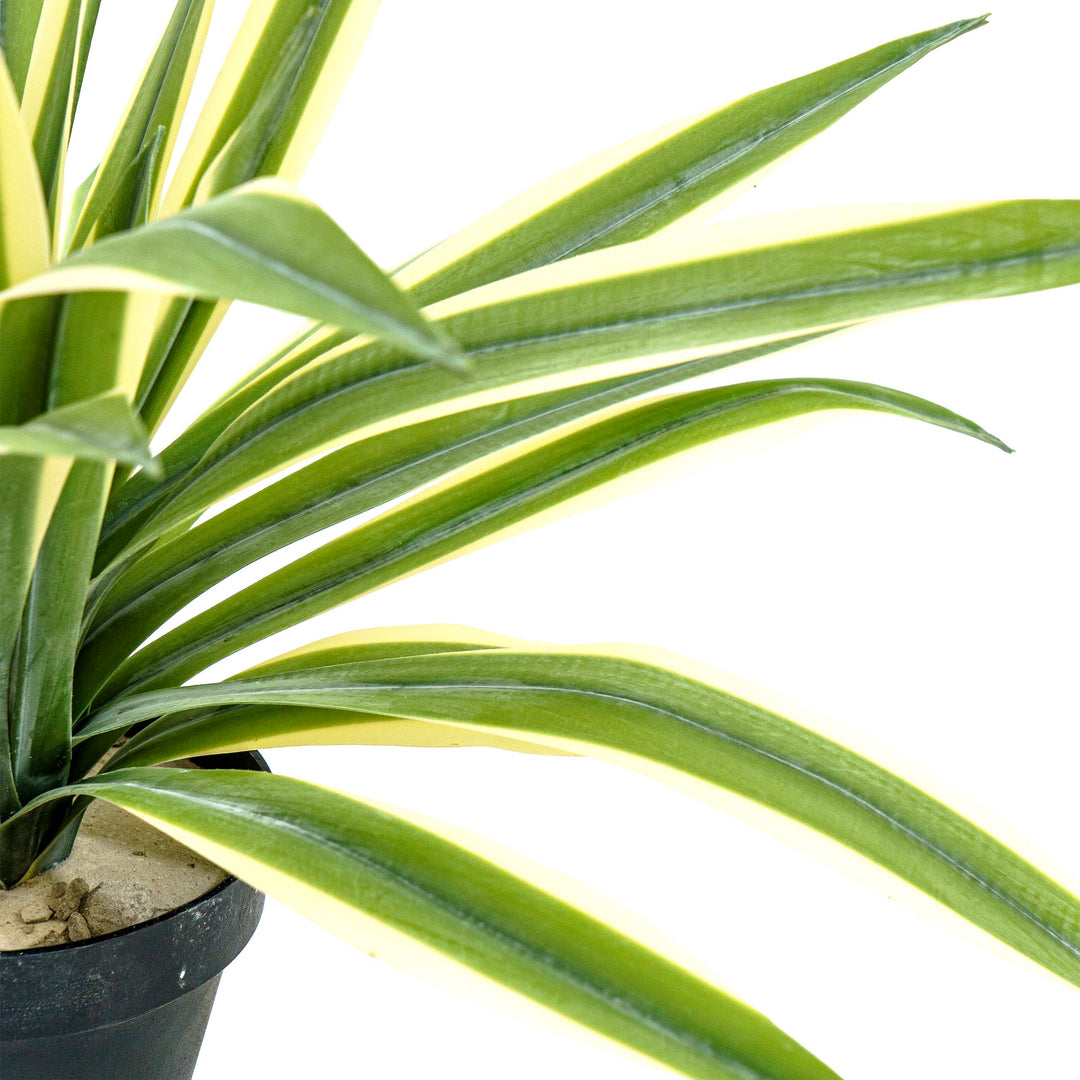 Faux Agave Spear Wide Rosette