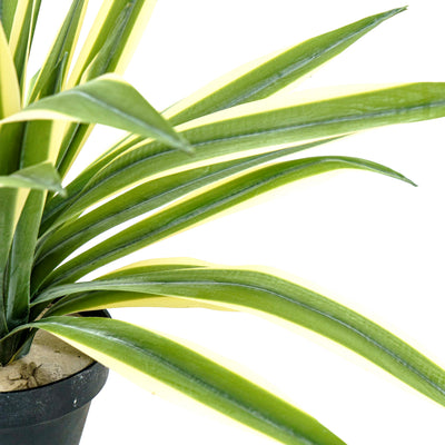 Faux Agave Spear Wide Rosette