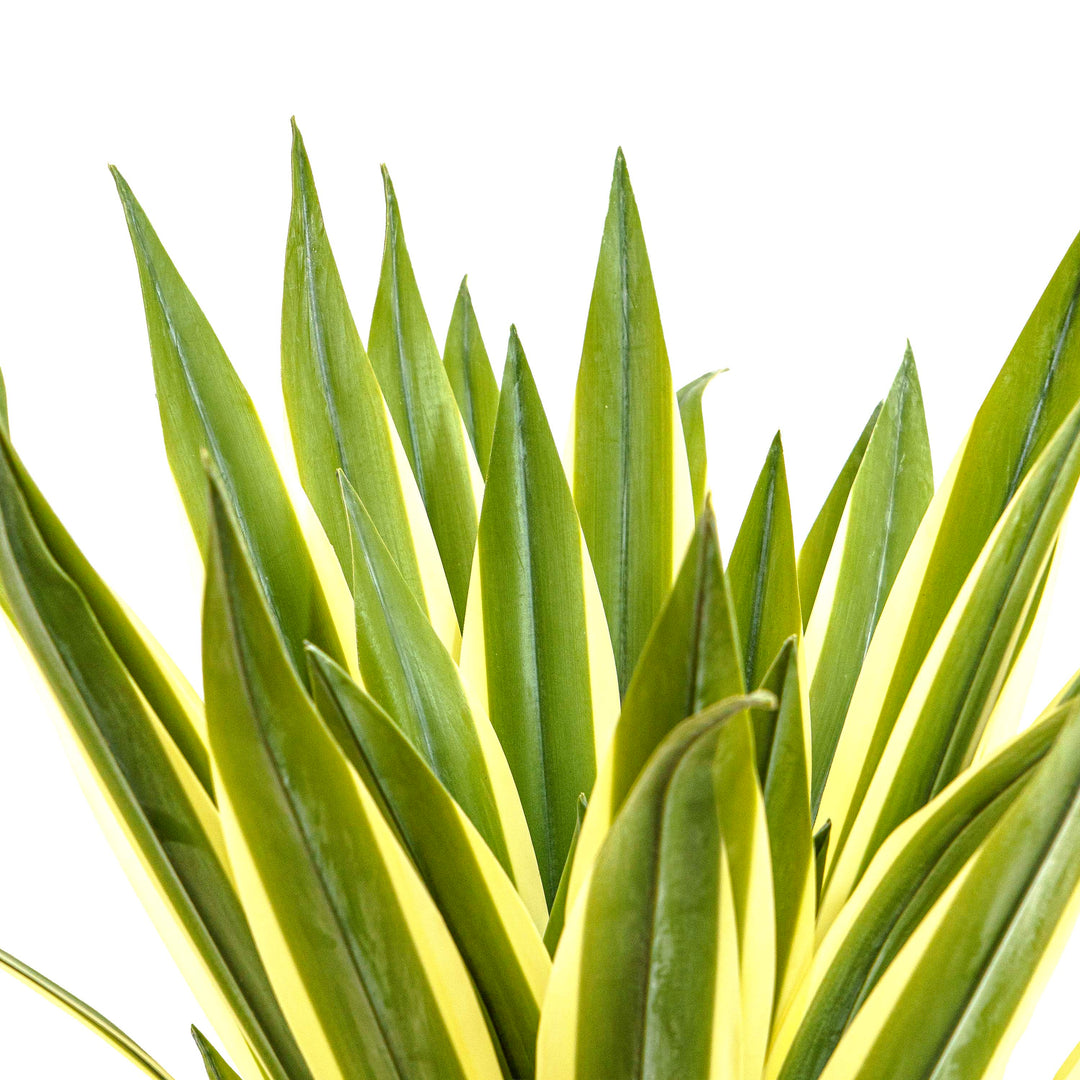Faux Agave Rosette Plant