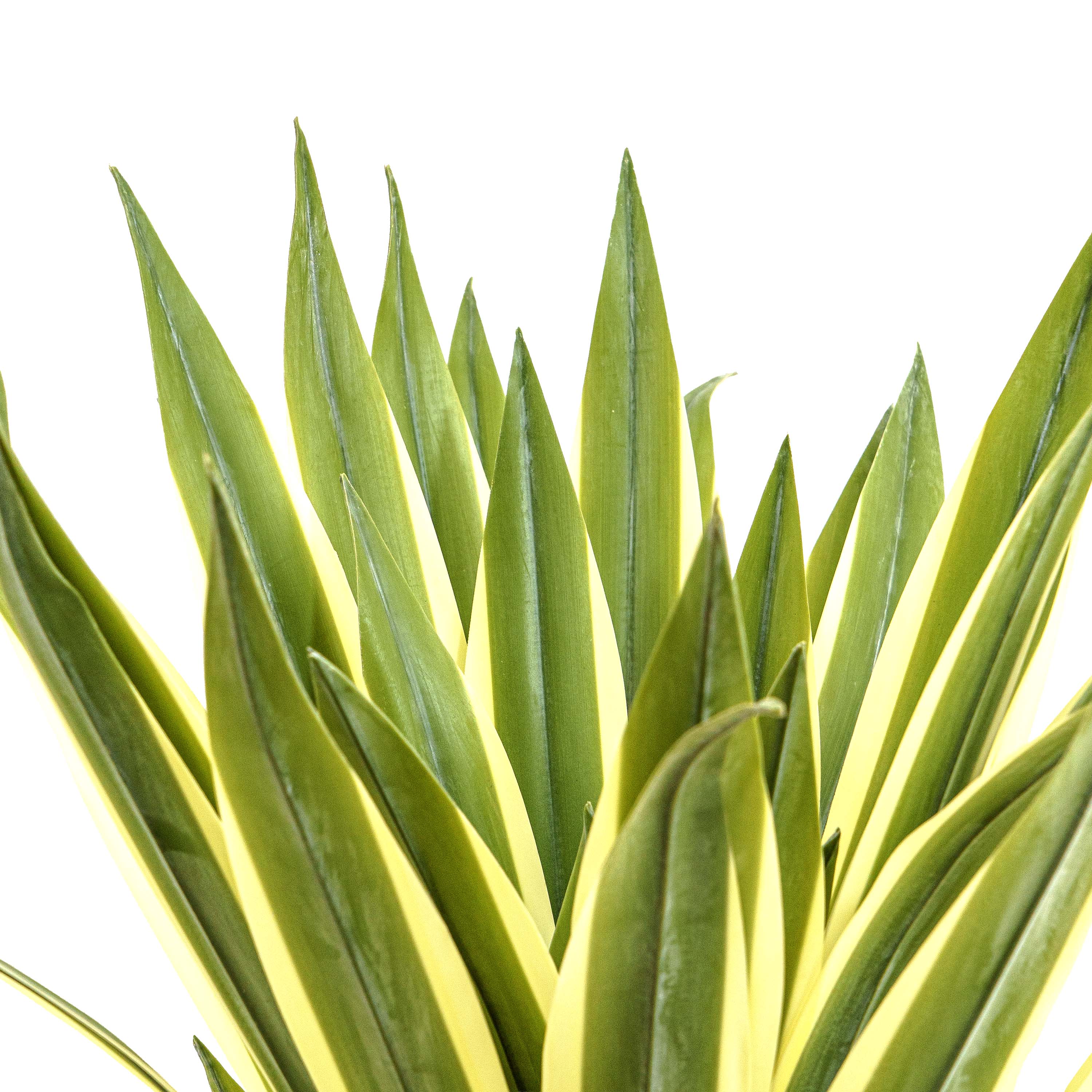Faux Agave Rosette Plant