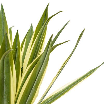 Faux Agave Rosette Plant