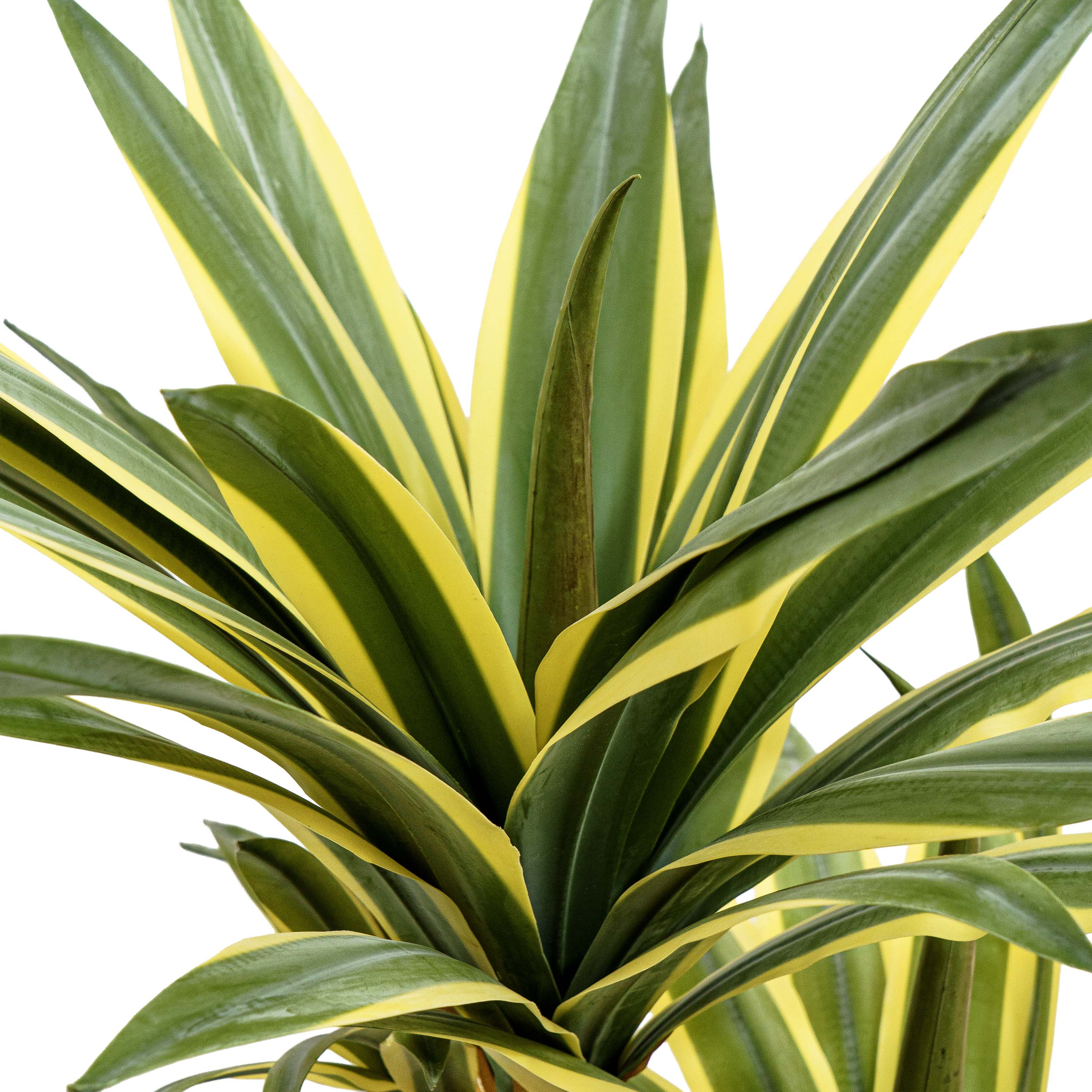Desert Glow Faux Agave