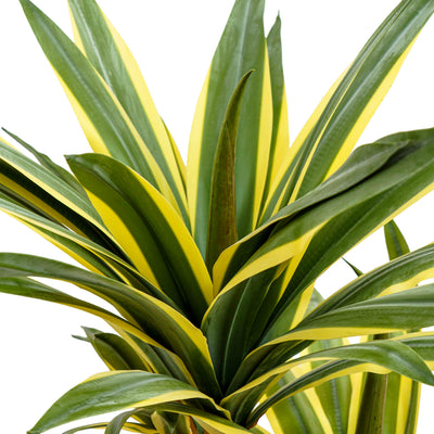 Desert Glow Faux Agave