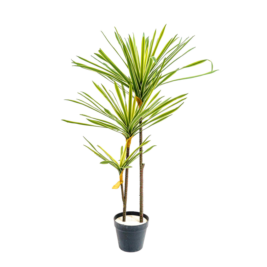 Faux Striped Breeze Dracaena Duo