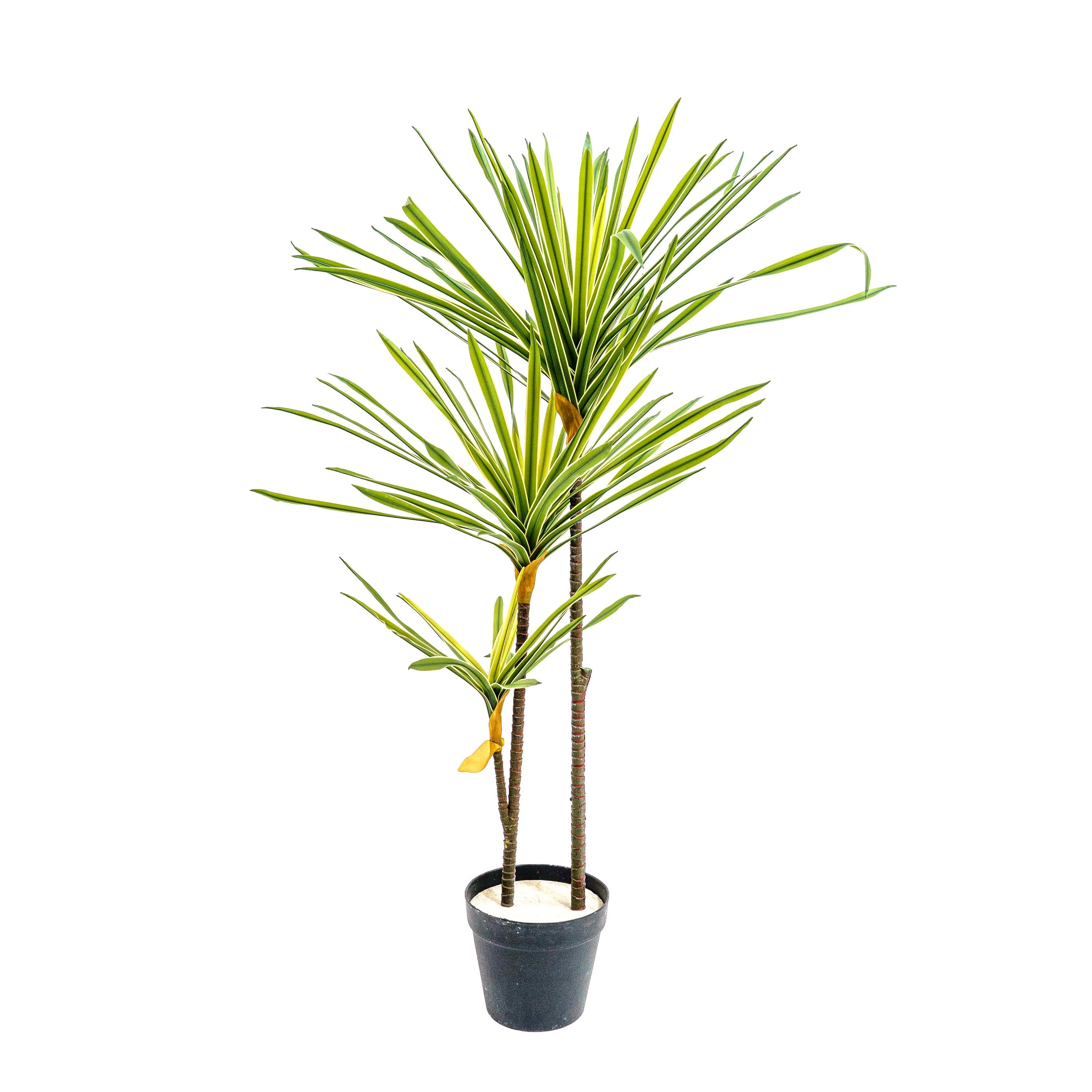 Faux Striped Breeze Dracaena Duo