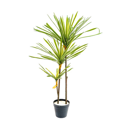 Faux Striped Breeze Dracaena Duo
