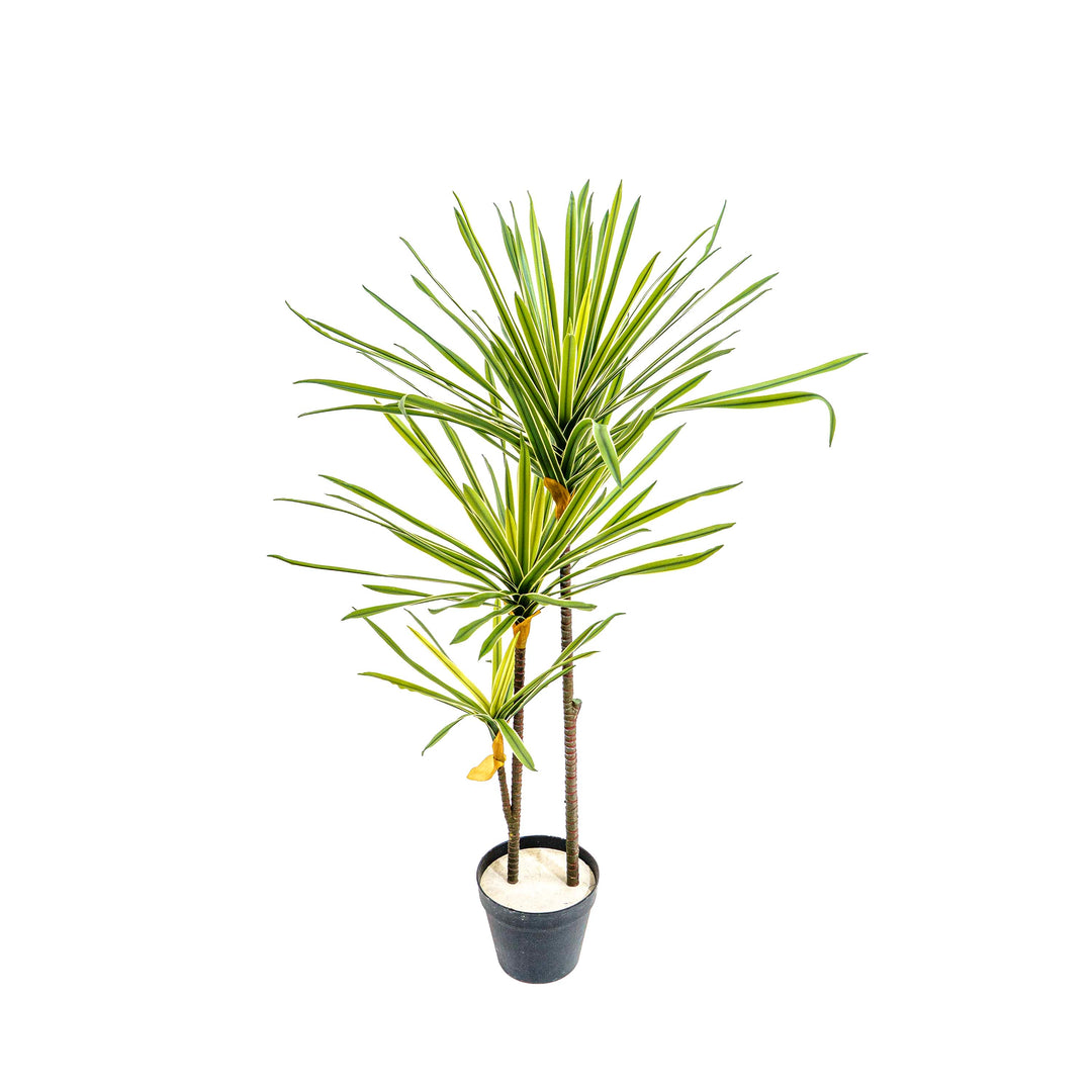 Faux Striped Breeze Dracaena Duo