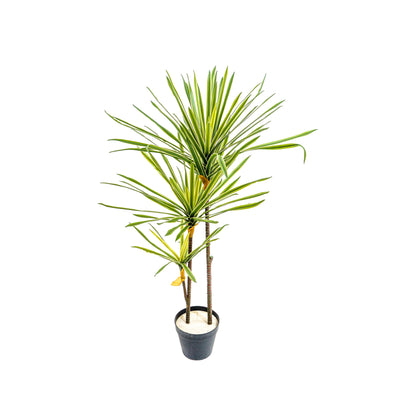 Faux Striped Breeze Dracaena Duo
