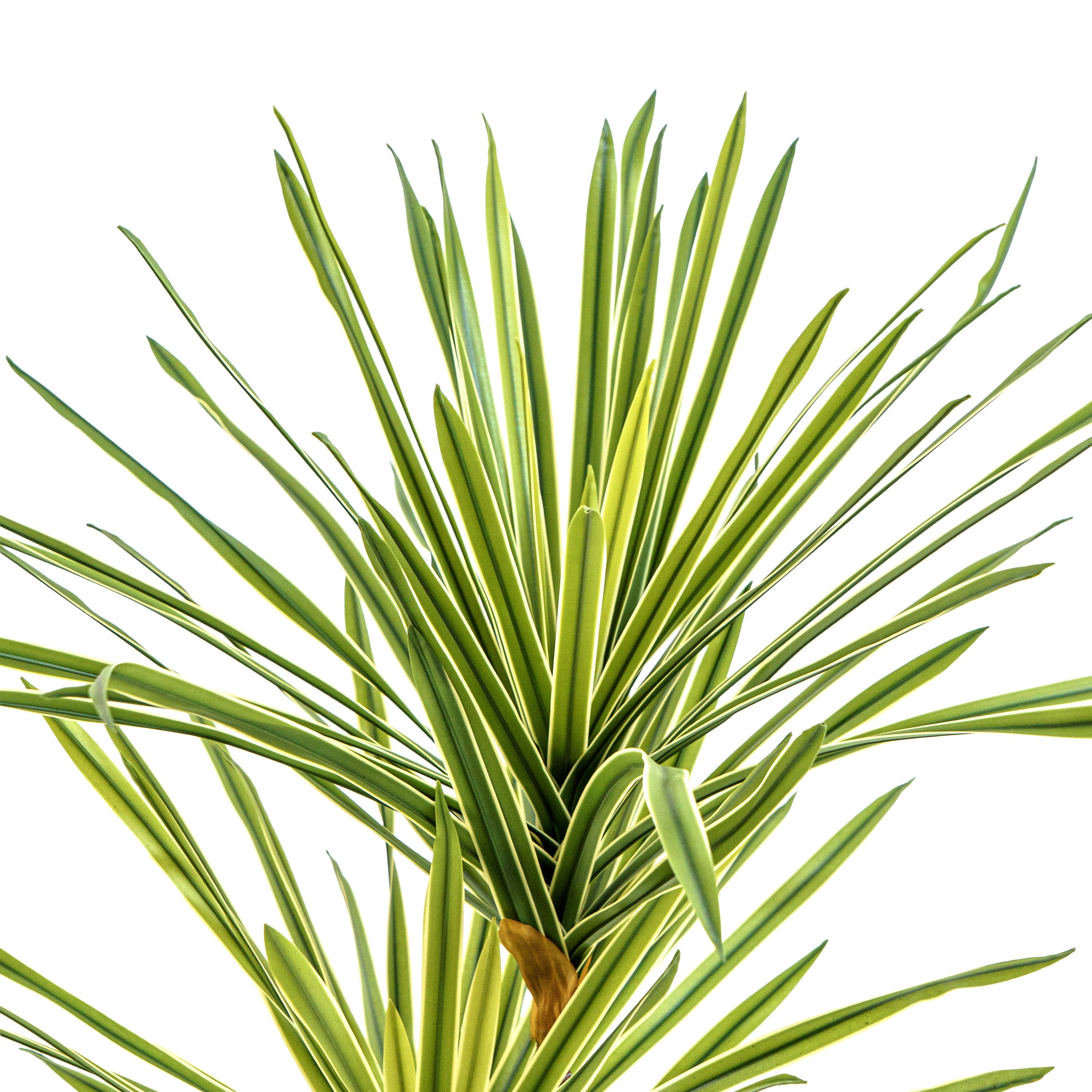 Faux Striped Breeze Dracaena Duo
