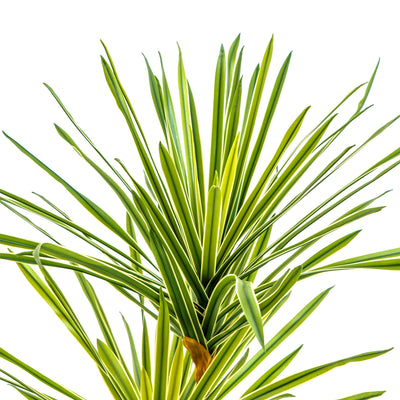 Faux Striped Breeze Dracaena Duo