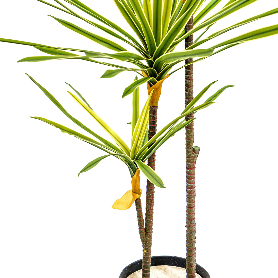 Faux Striped Breeze Dracaena Duo