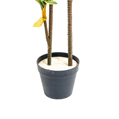 Faux Striped Breeze Dracaena Duo