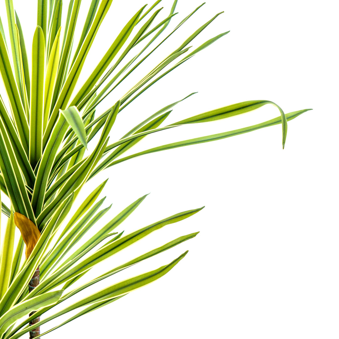 Faux Striped Breeze Dracaena Duo