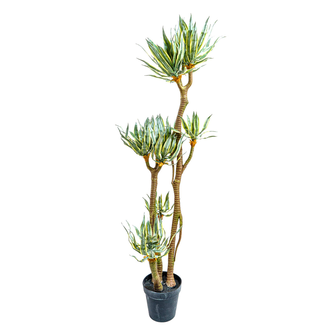 Faux Madagascar Dragon Tree
