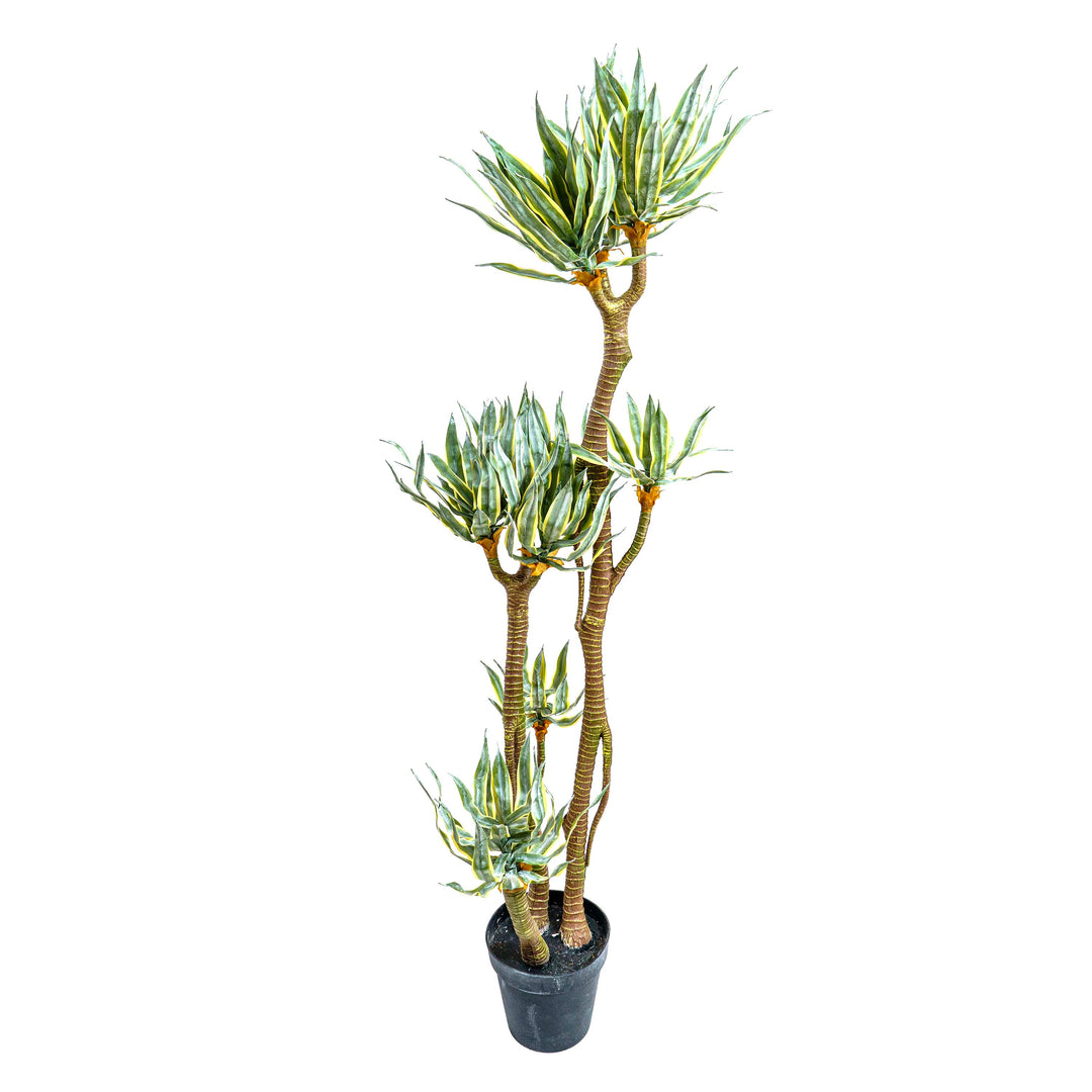 Faux Madagascar Dragon Tree